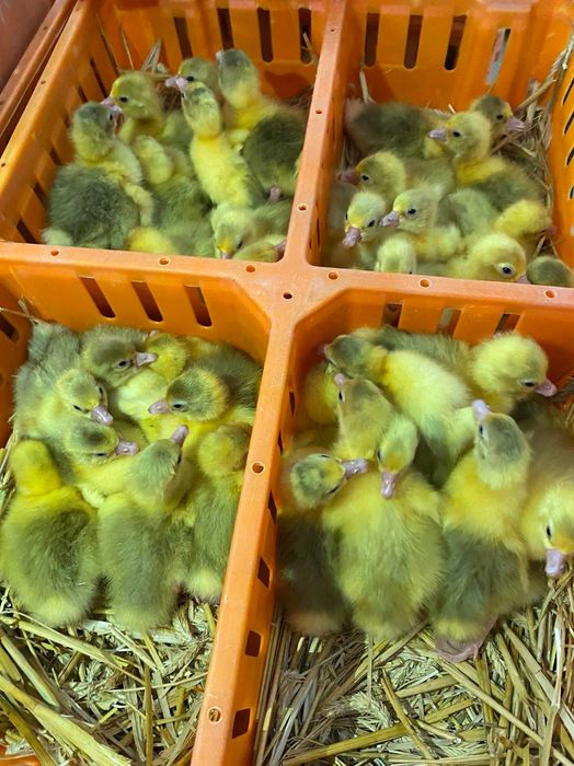 Kurczaki pisklęta nioski, brojlery, Leghorn, Sussex, Rosa, kaczki