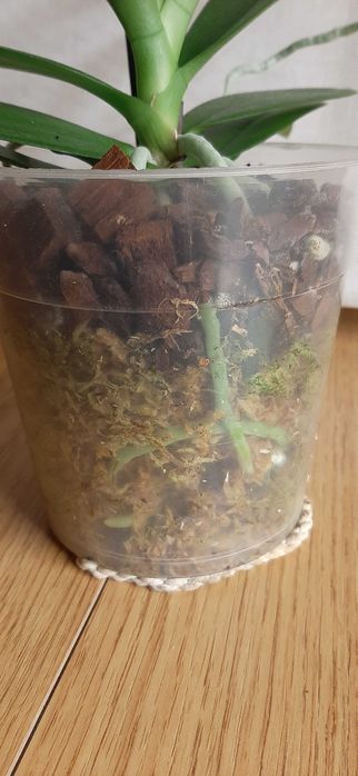 Фаленопсис орхидеи цветущие