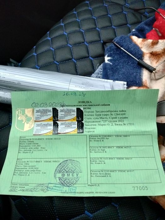 Західносибірска лайка