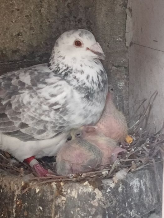 Młode gołębie pocztowe