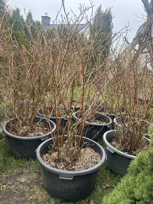 Sprzedam borówki amerykańskie