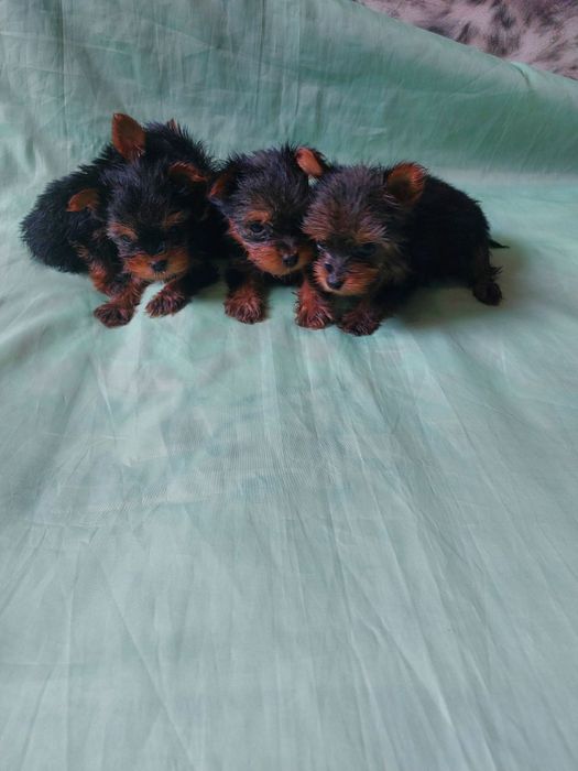 Гарантированно мини йоркширского терьера !