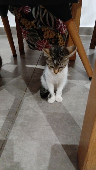 Gatinha de 4 meses para adoção