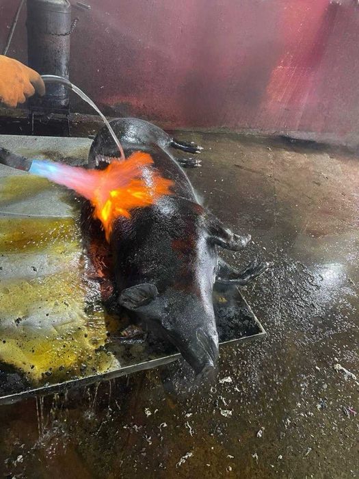 СВИНИНА ТУШІ, НАПІВТУШІ, М'ЯСО НЕДОРОГО