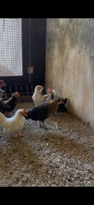 Seramas linha europeia puros