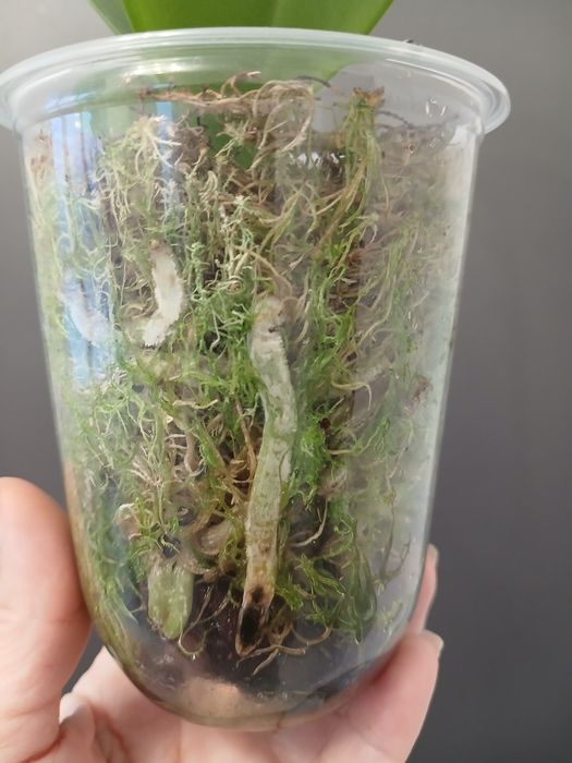 Орхідея триліпс продам