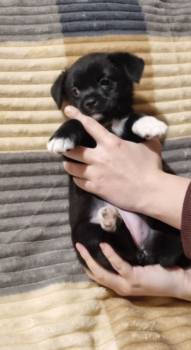 Отдам щенков в хорошие надёжные руки