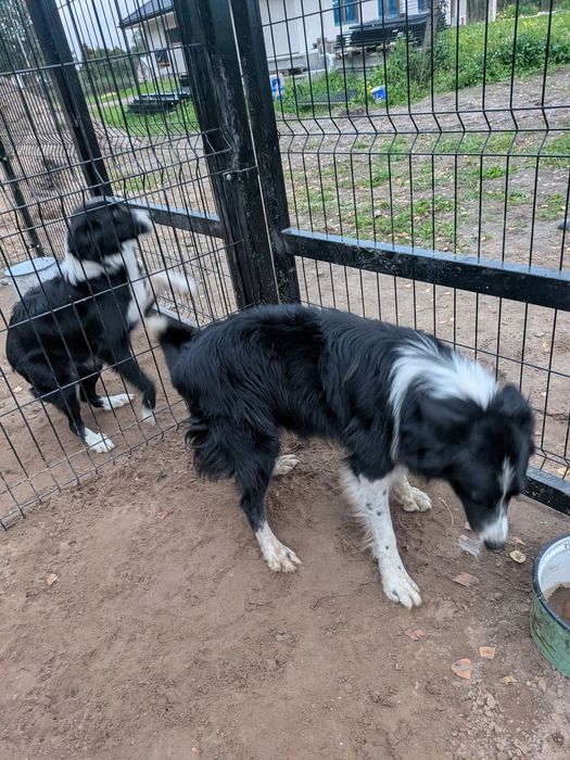 Border Collie z rodowodem szuka nowego domu