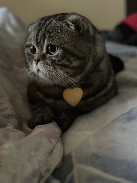 В’язка шотландський висловухий котик