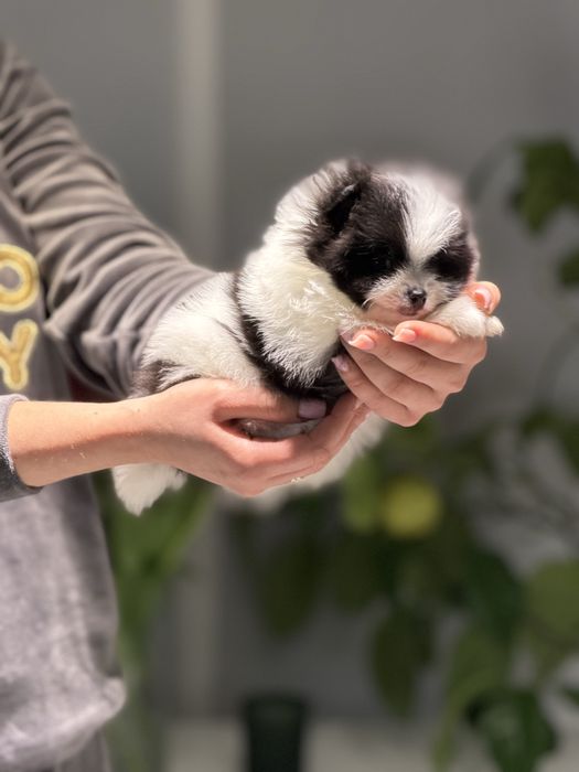 Ексклюзивна дівчинка пандочка