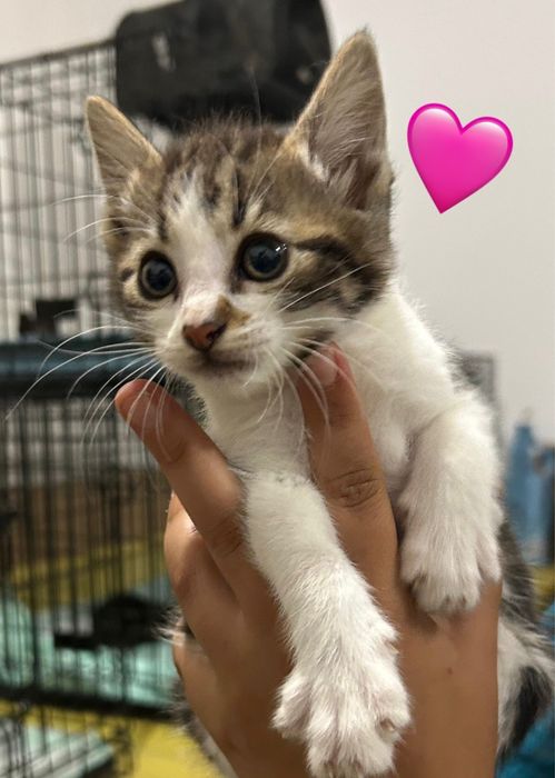 Gatinhos bebés para adoção responsável