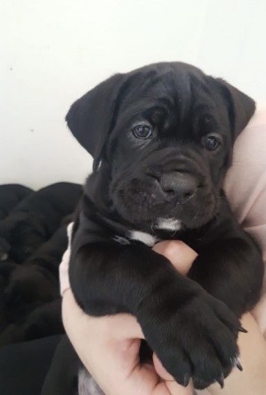 Мена класні дівчата породи Кане корсо.