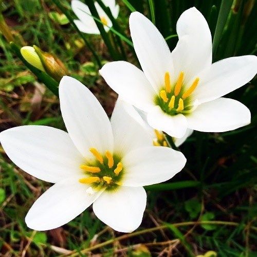 Зефірантес цибулини нарцис