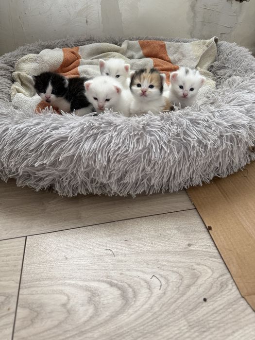 Кошенята, котики
