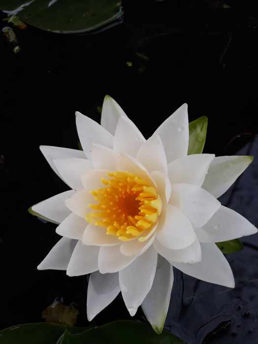 Lilia wodna , Grzybień Nymphaea , Kamieńsk , lesiakowski.pl