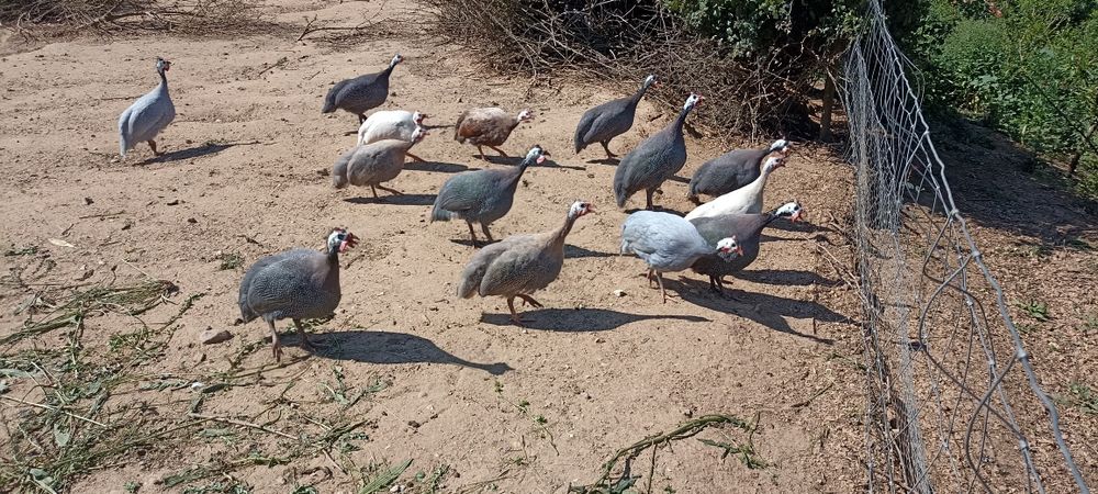 Fracas , Galinha Angola, Pintadas, pintos de 1 mês