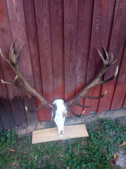 Poroże rogi byk jeleń piękny medalowy wieniec