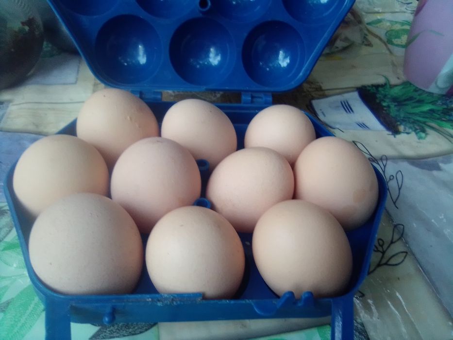 Продам домашние куриные яйца