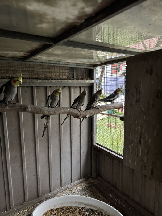 Vendo caturras e piriquitos