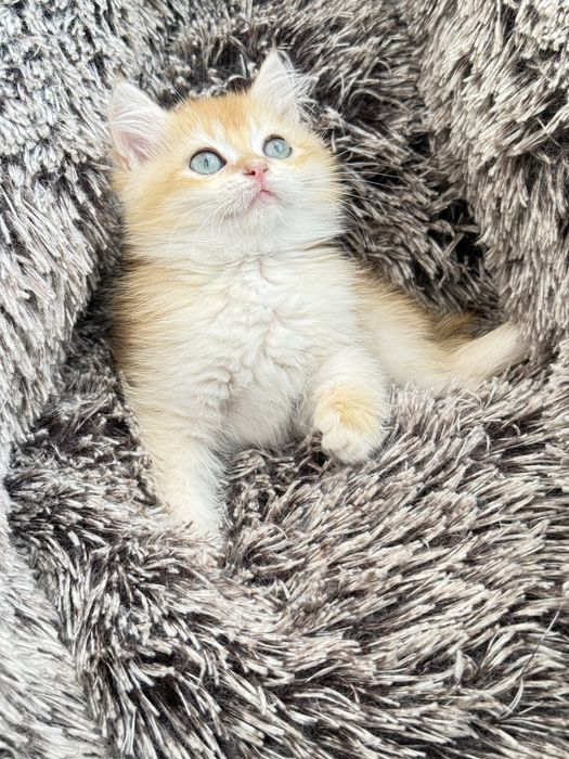 British shorthair  macho