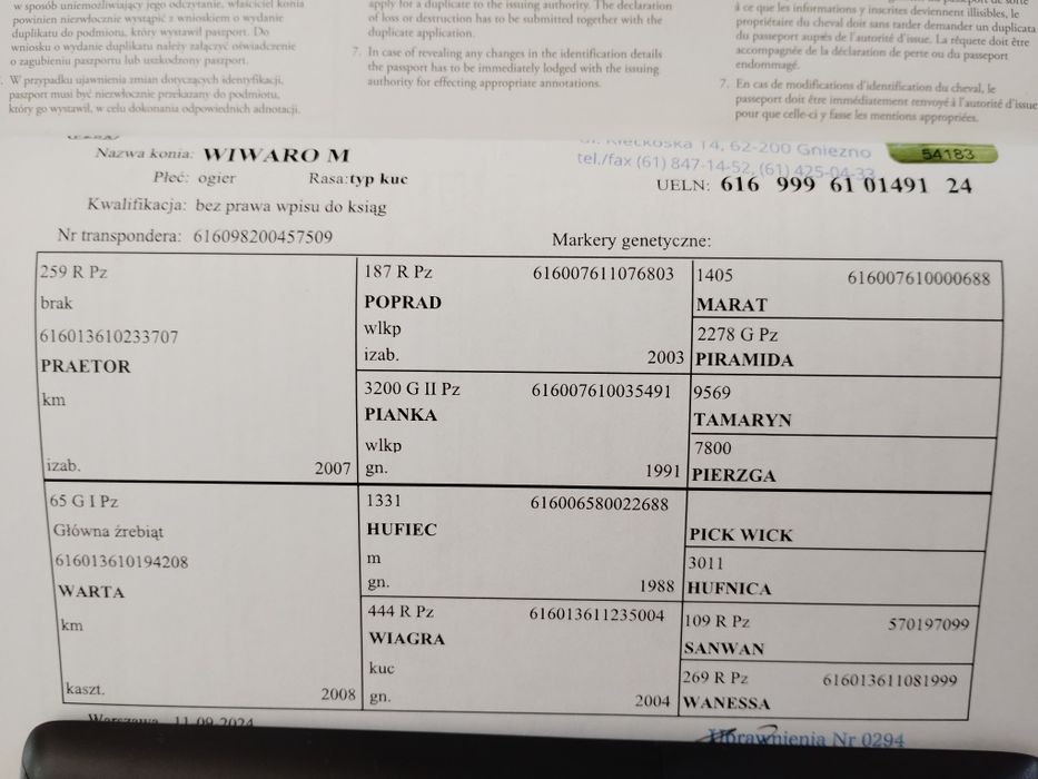 Sprzedam malowanego kasztanka