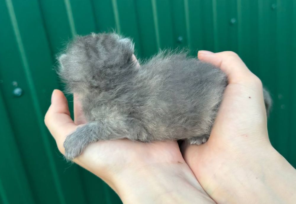 Кошенята 1.5 тижня, безкоштовно, віддам в добрі руки