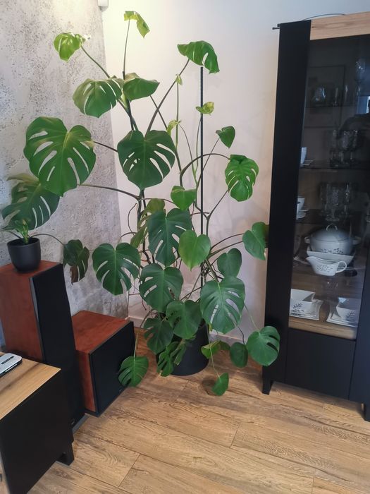Kwiat Monstera-duża