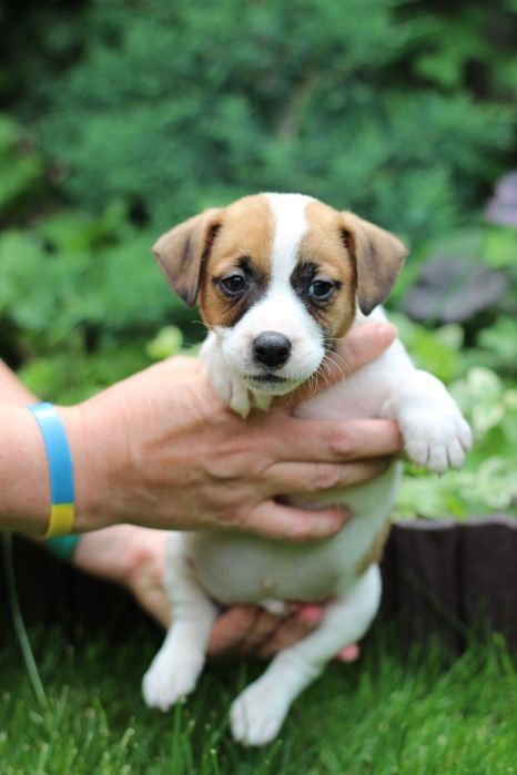 Готові їхати до нових родин вже сьогодні