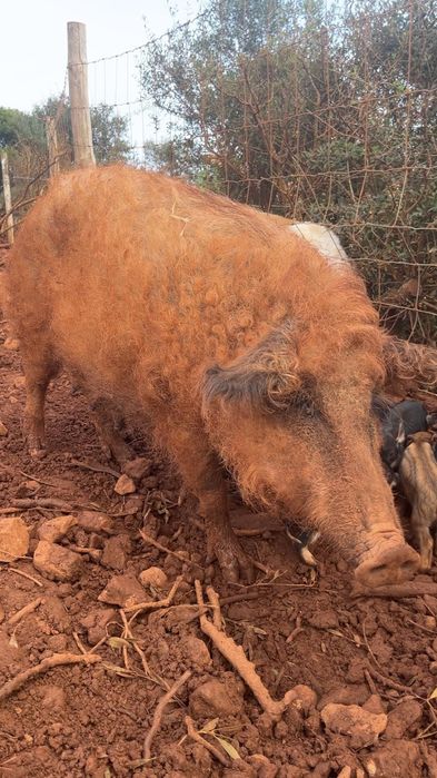 Porcos mangalitsa à venda