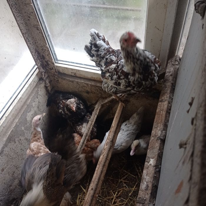 Молоденькі курочки