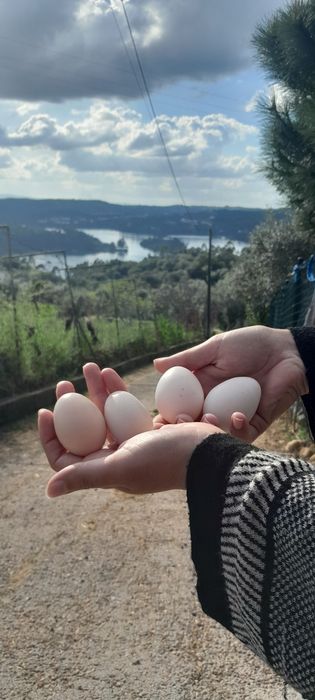 Ovos de Legorn Isabella