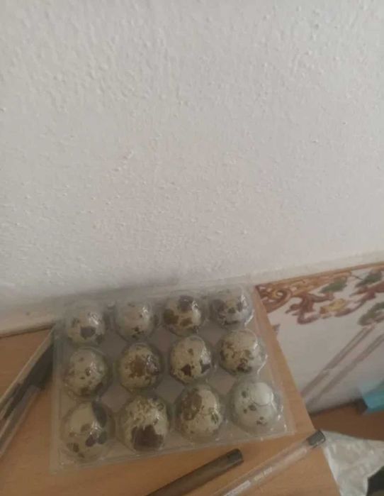 Ovos de cooderniz jumbo