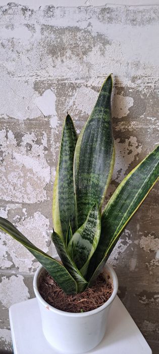 Sansevieria gwinejska , Whitney