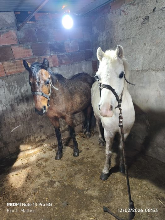 Weishi 2 éguas cheias