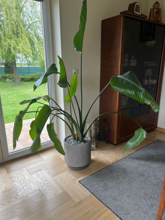 Duża Strelicja ponad 2 metry + donica