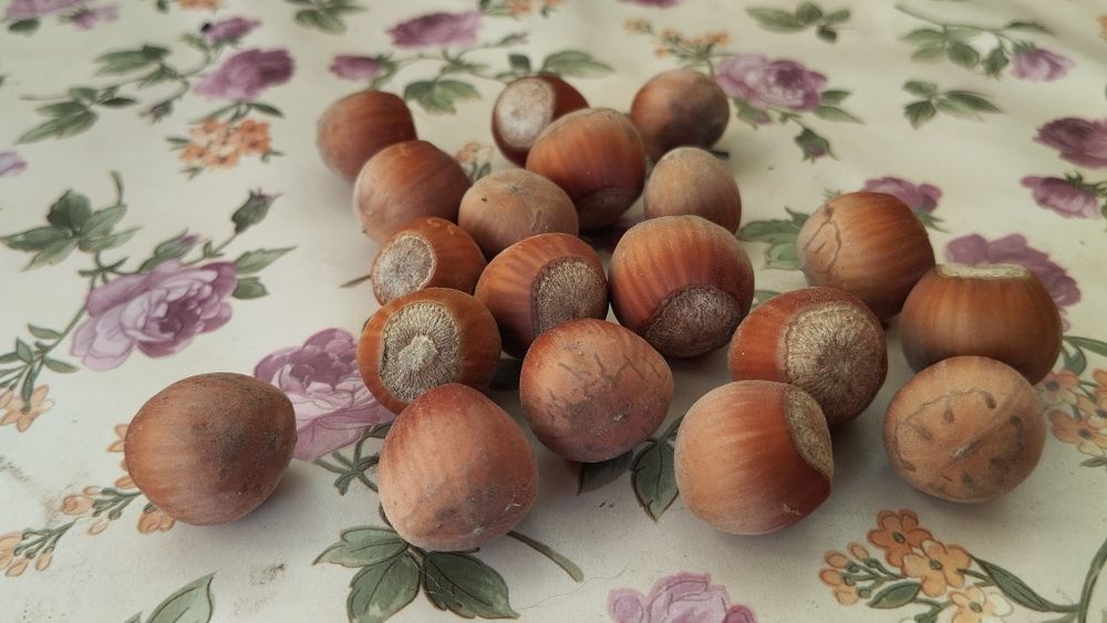 Лещина Фундук Грецкий орех саженцы