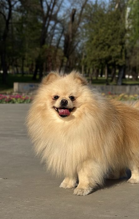 Померанський шпіц вязка