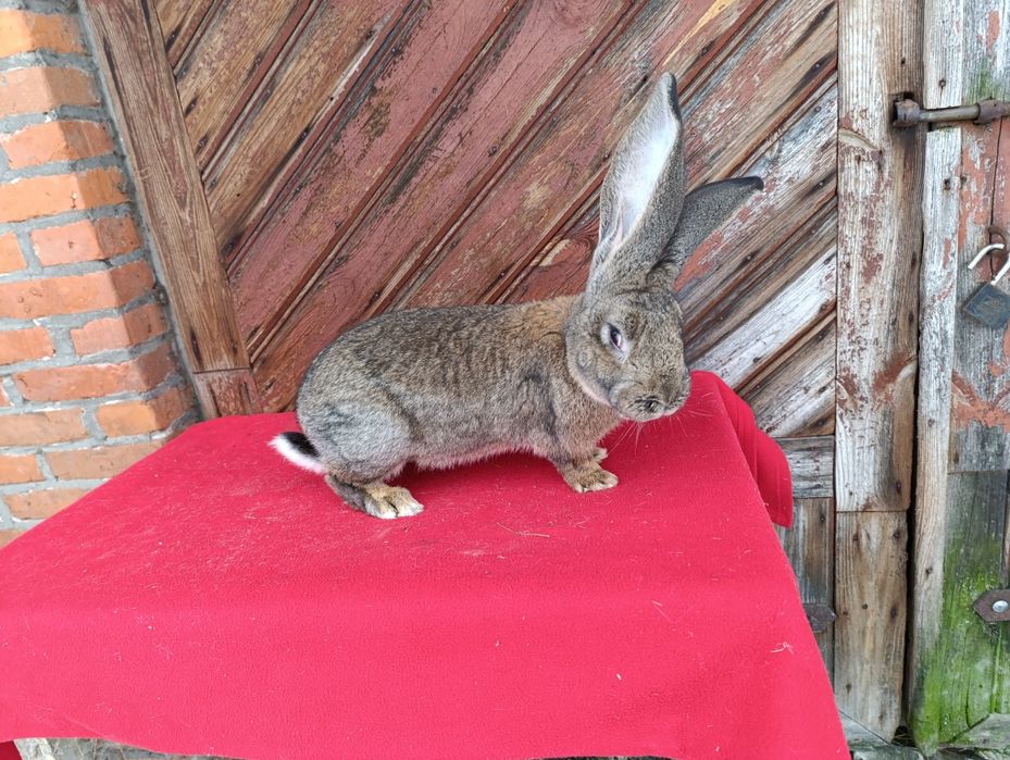 Belgijski olbrzym szary