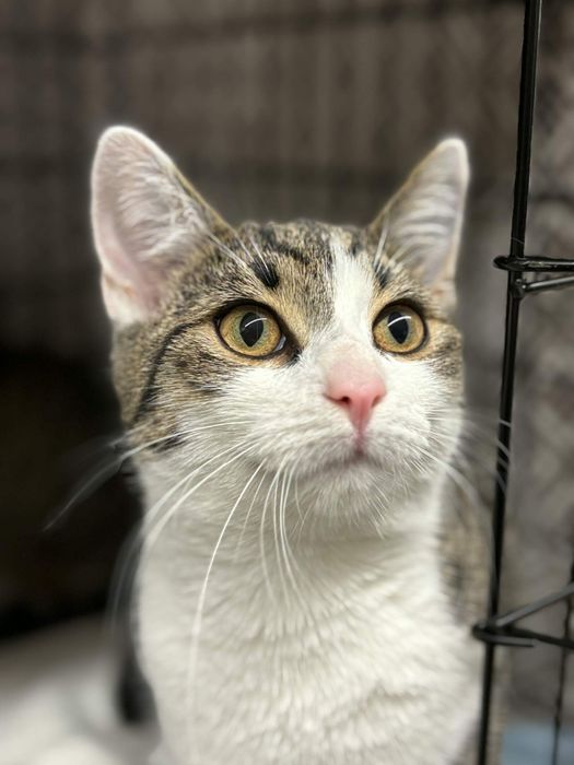 Fabio, po kastracji, kocurek 7-8 miesiecy