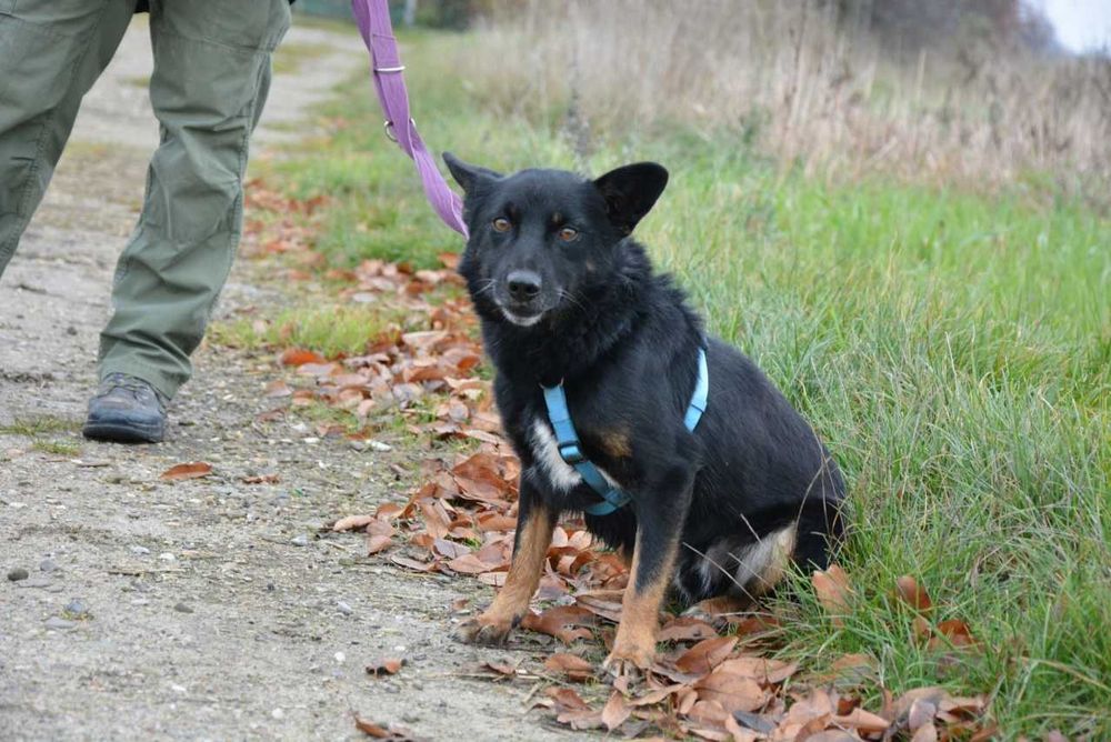 Smerfik- popatrz w te oczy i pokochaj ADOPCJA