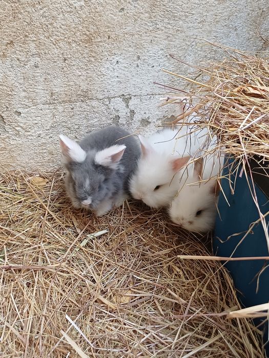 Coelhos anões - flhos de mãe holland lop (orelhas caída.s)e pai juba de leão
