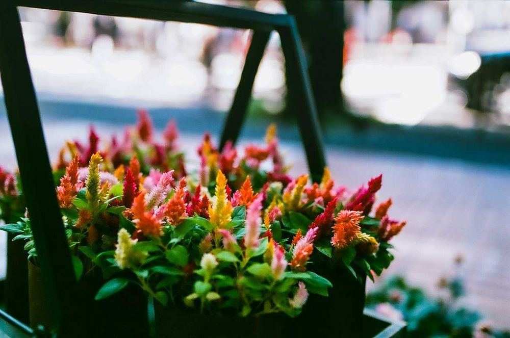 Обєктив Nikon Nikkor 35mm f/2 ai