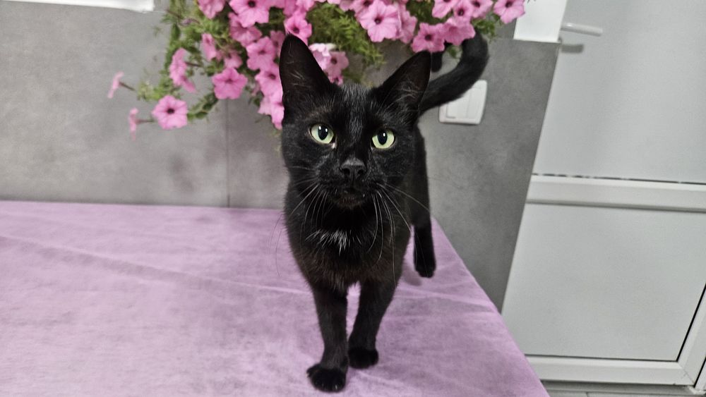 Чорна киця в добрі руки! Стерилізована