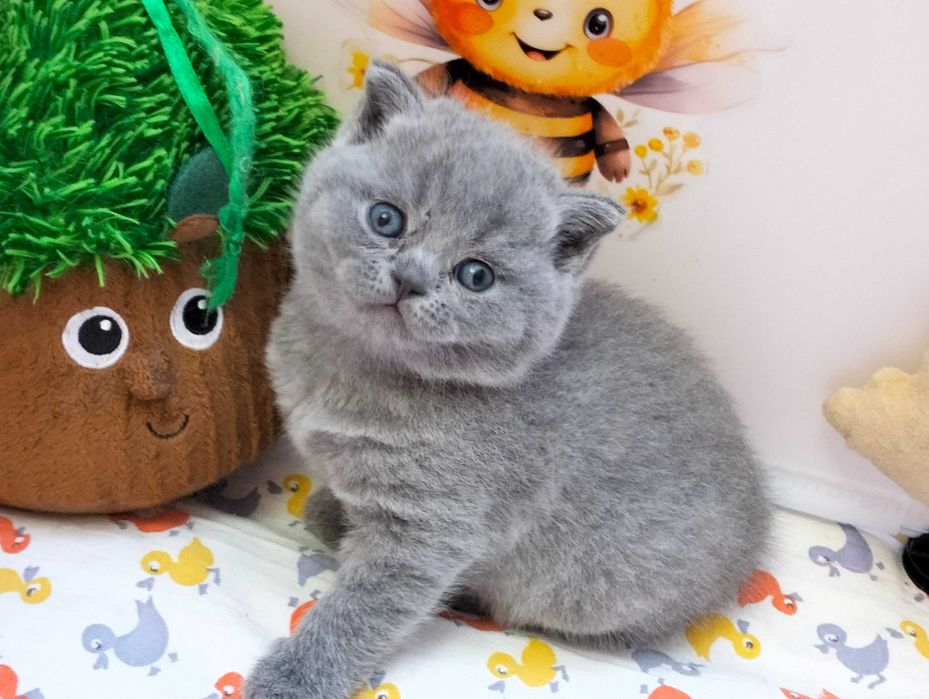 Uroczy Archie   Rodowód Międzynarodowy