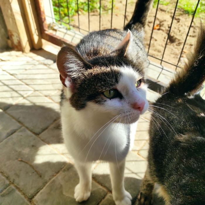 Mania szuka chaty