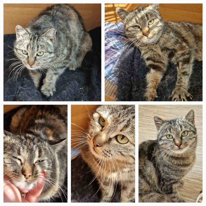 Отдам даром в добрые руки зеленоглазую полосатую кошечку