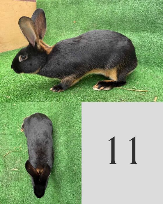 Zajęczak Czarny Podpalany