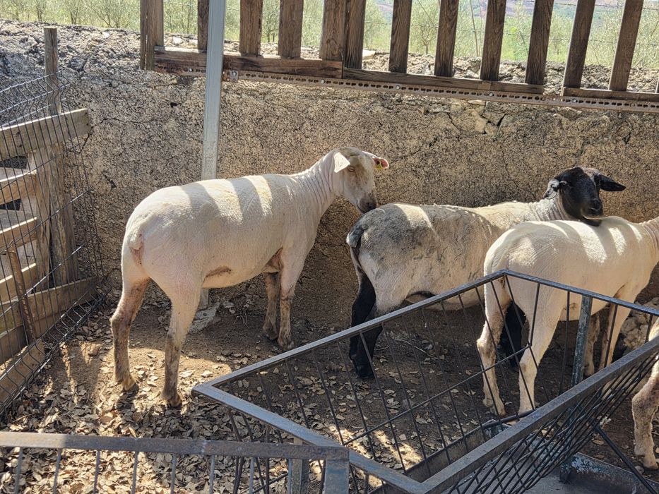 Ovelhas Suffolk Merinas etc