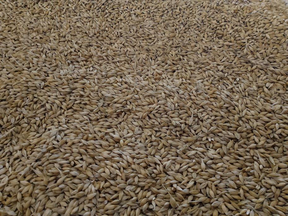 Sprzedam jęczmień i pszenicę, pomogę w transporcie.