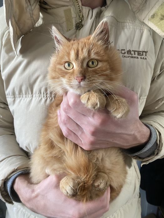 Віддаємо котика в добрі руки